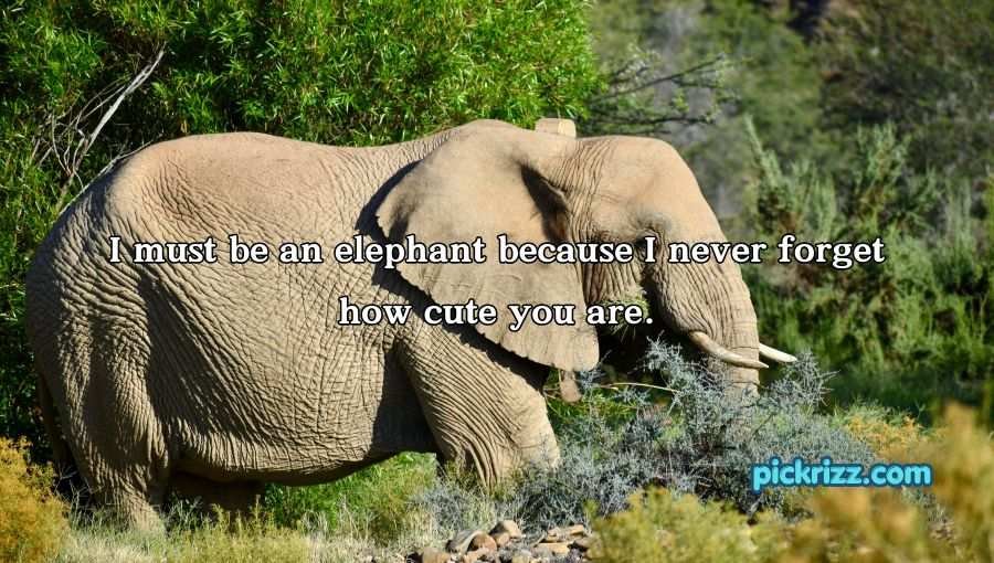 Best Elephant Pick Up Lines And Rizz