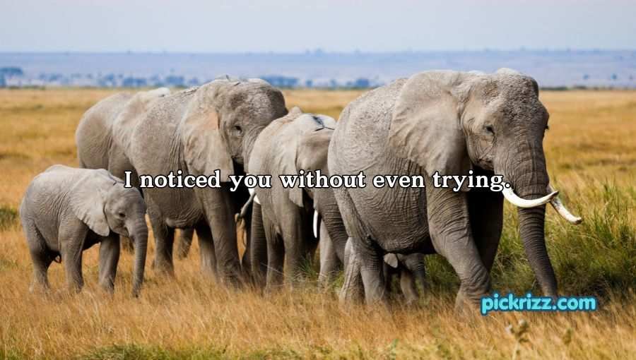 Best Elephant Pick Up Lines And Rizz