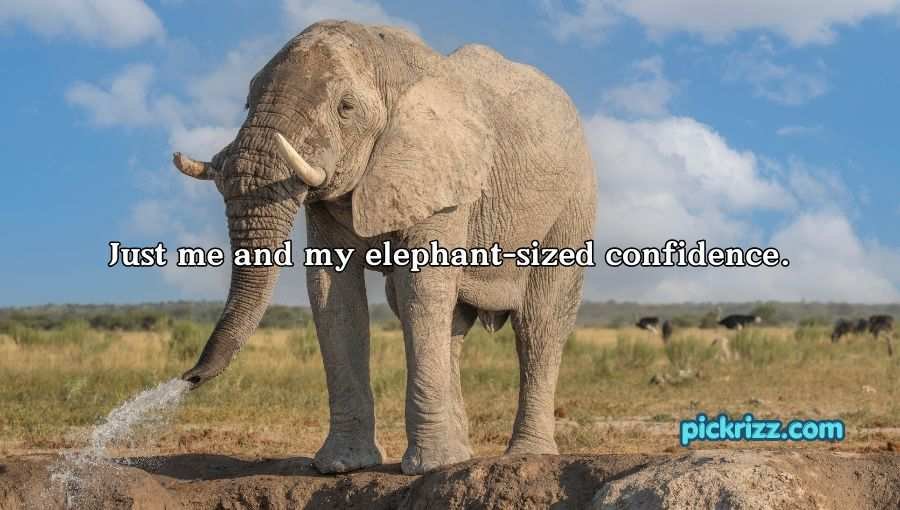 Best Elephant Pick Up Lines And Rizz