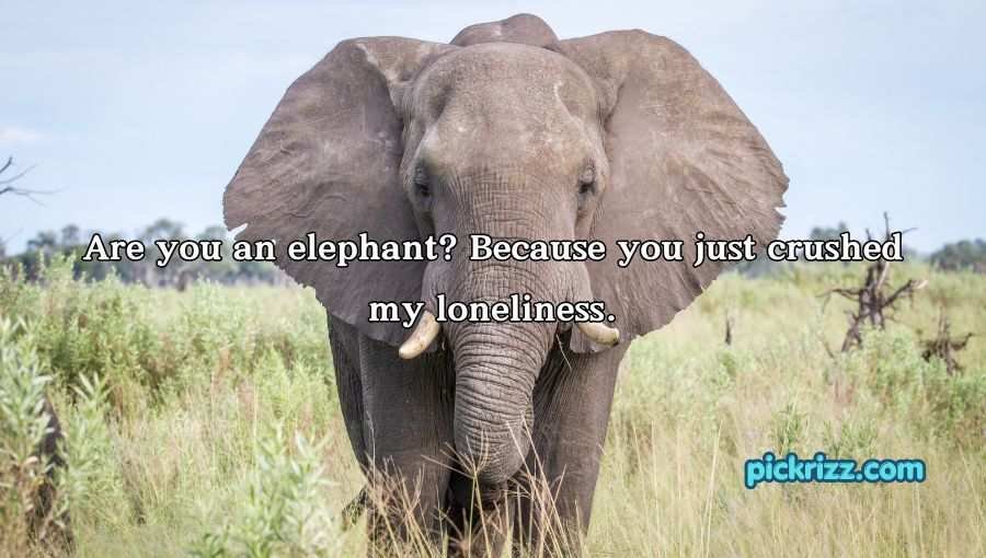 Best Elephant Pick Up Lines And Rizz