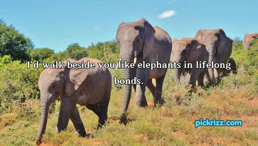 Best Elephant Pick Up Lines And Rizz
