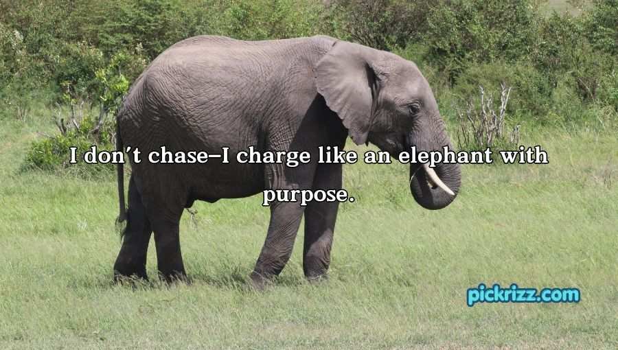 Best Elephant Pick Up Lines And Rizz