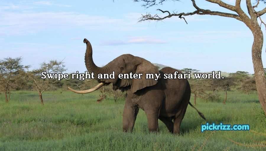 Best Elephant Pick Up Lines And Rizz
