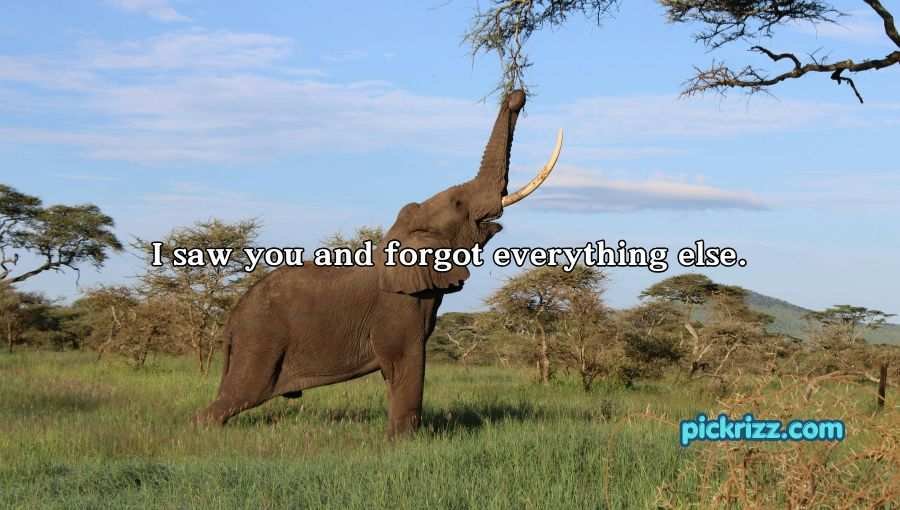 Best Elephant Pick Up Lines And Rizz