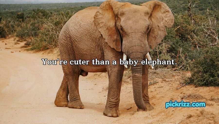 Best Elephant Pick Up Lines And Rizz