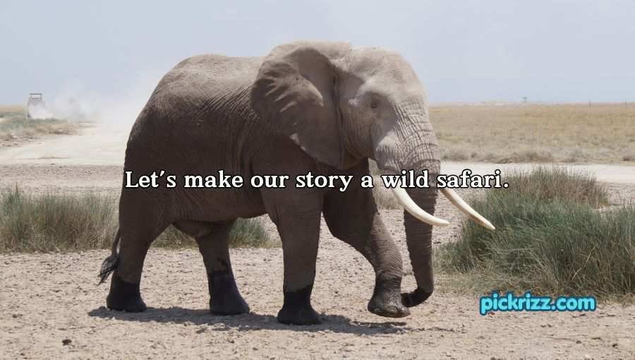 Best Elephant Pick Up Lines And Rizz