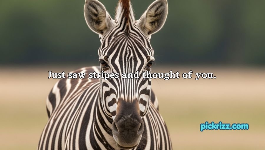 Zebra Pickup Lines