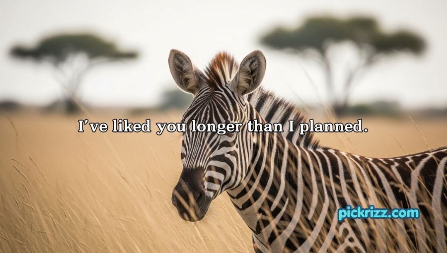 Zebra Pickup Lines