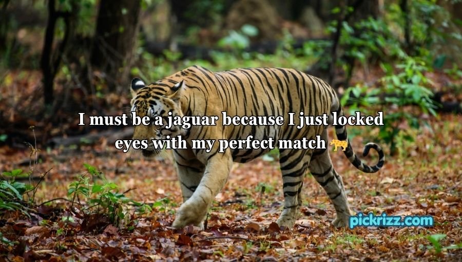 Animal Pick Up Lines