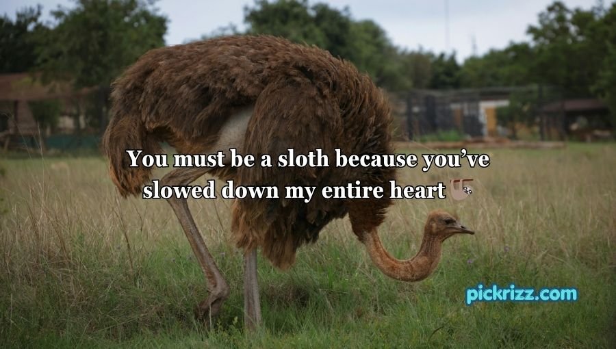Animal Pick Up Lines