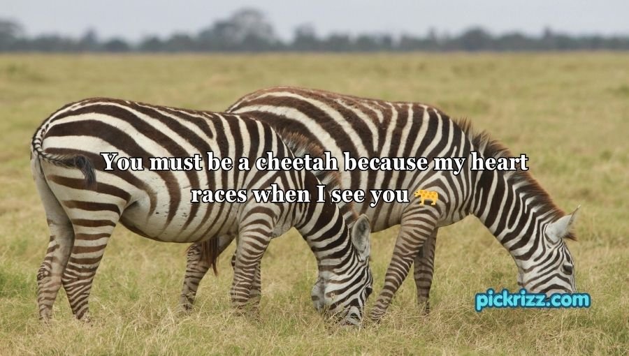 Animal Pick Up Lines