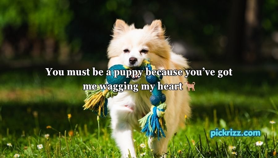 Animal Pick Up Lines
