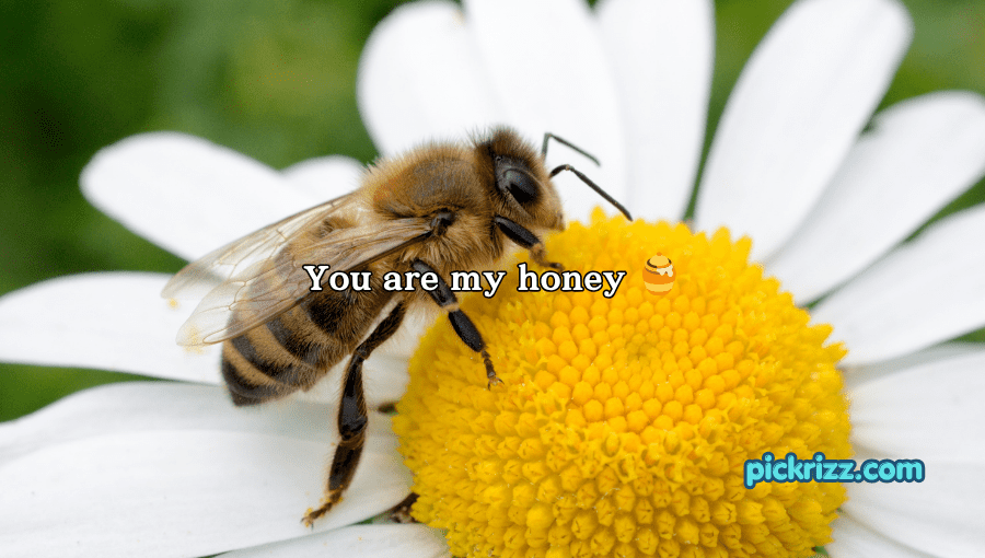 bee pick up lines