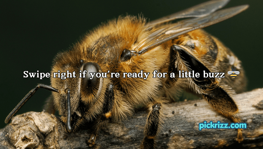 bee pick up lines