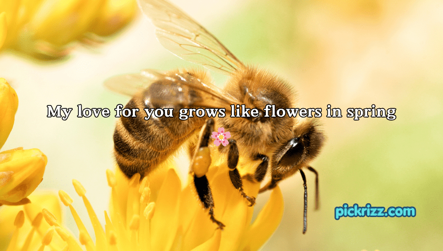 bee pick up lines