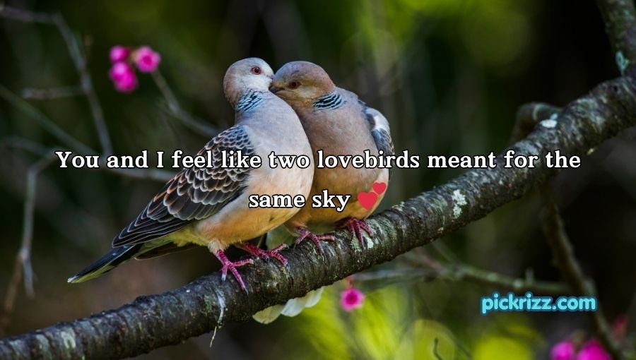 Bird Pick Up Lines
