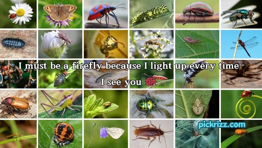 bug pick up lines