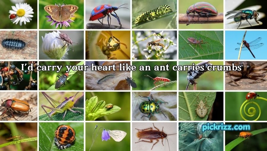 bug pick up lines