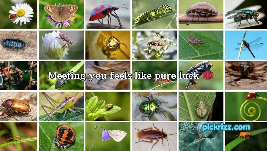 bug pick up lines