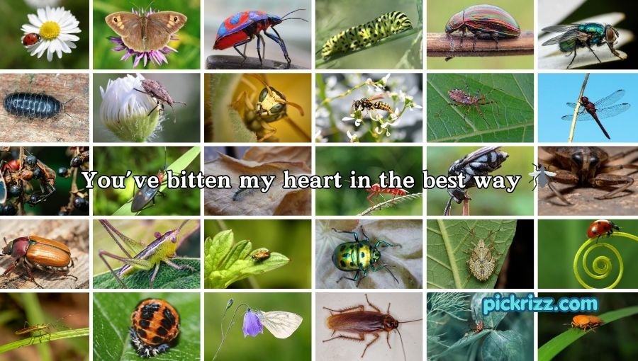 bug pick up lines