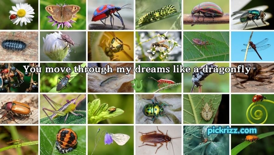 bug pick up lines