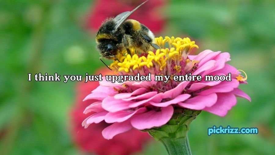 Bumblebee Pick Up Lines