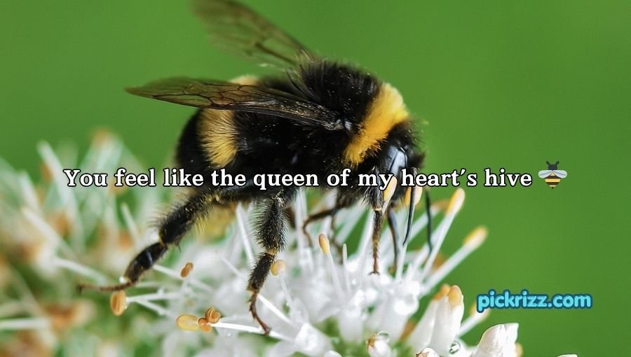 Bumblebee Pick Up Lines