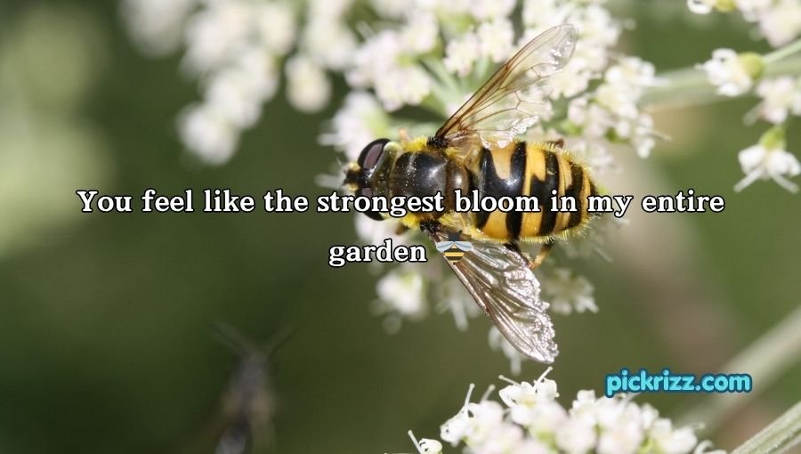 Bumblebee Pick Up Lines