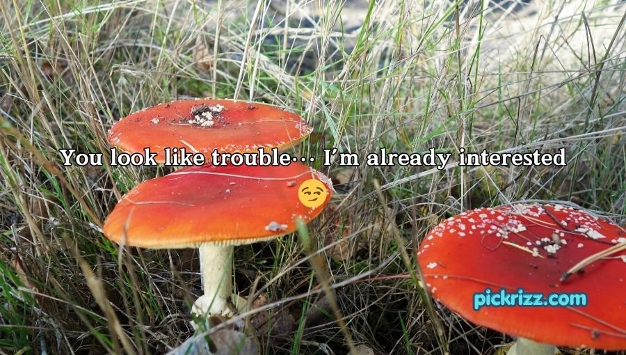 Mushroom Pick-Up Lines