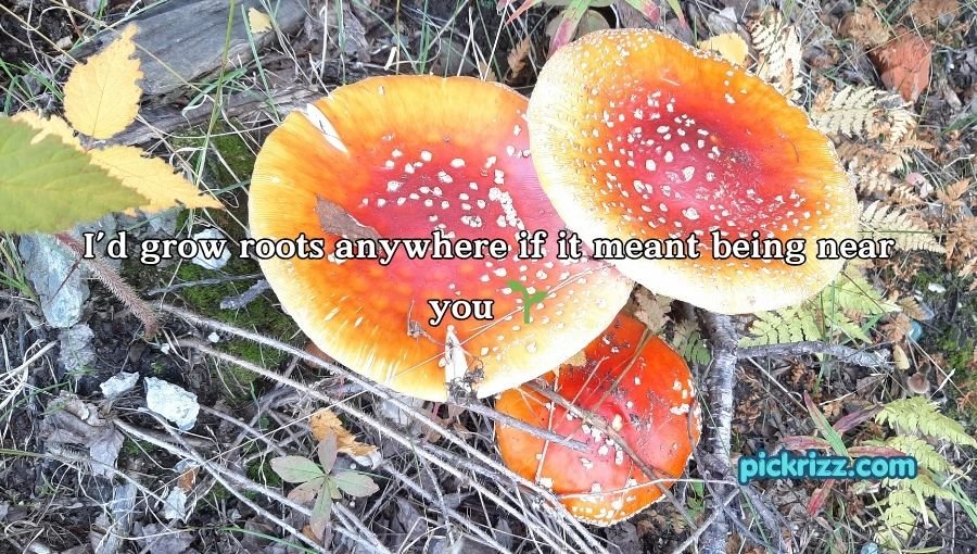 Mushroom Pick-Up Lines