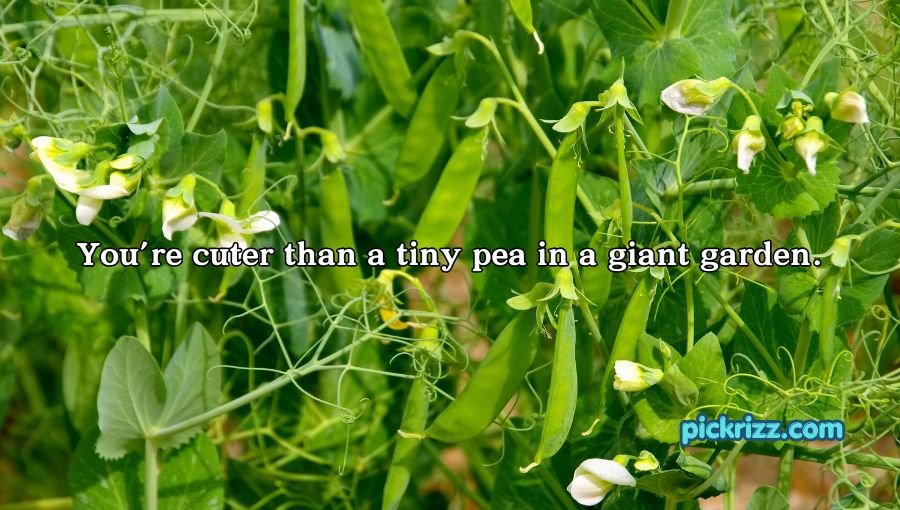 Pea Pickup Lines