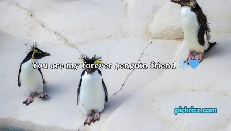 Penguin Pick Up Lines
