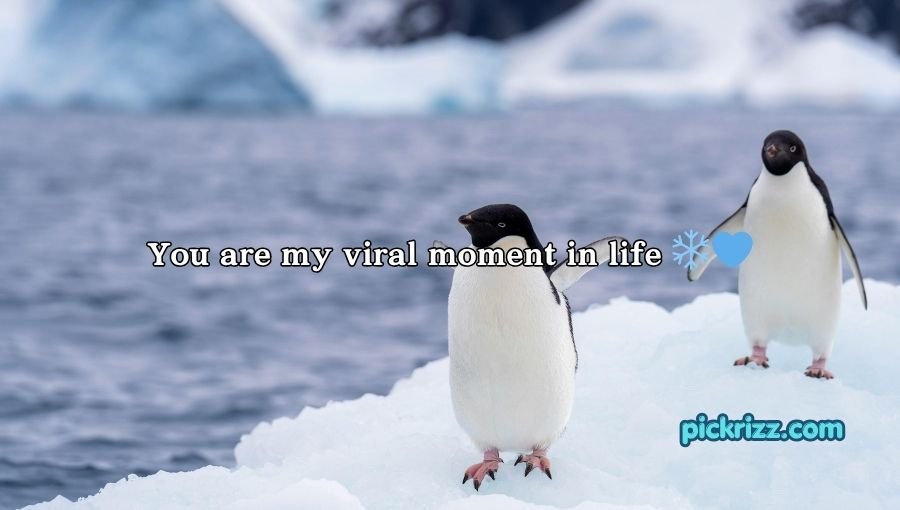 Penguin Pick Up Lines