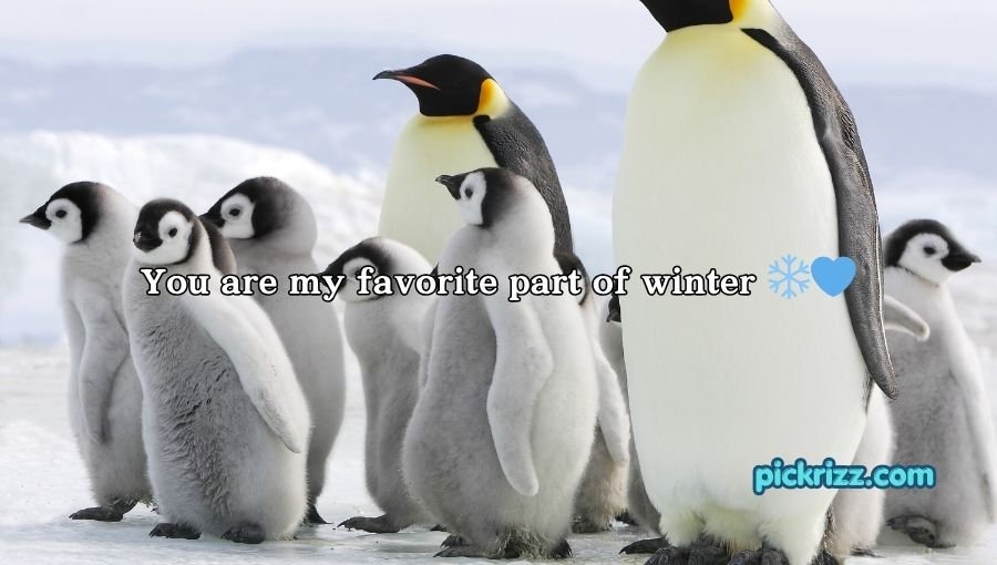 Penguin Pick Up Lines