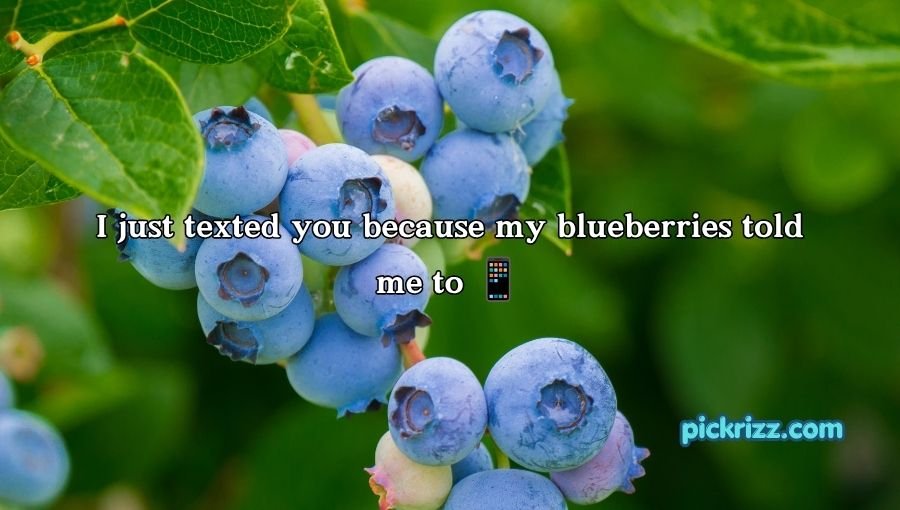 Blueberry Pickup Lines
