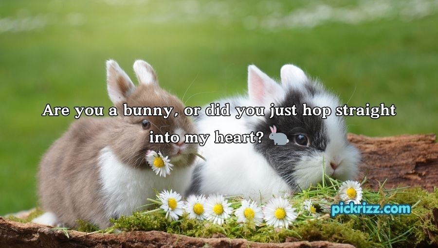 Bunny Pickup Lines