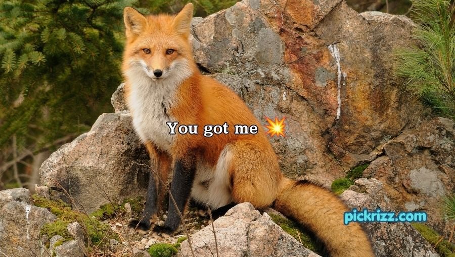Fox Pickup Lines