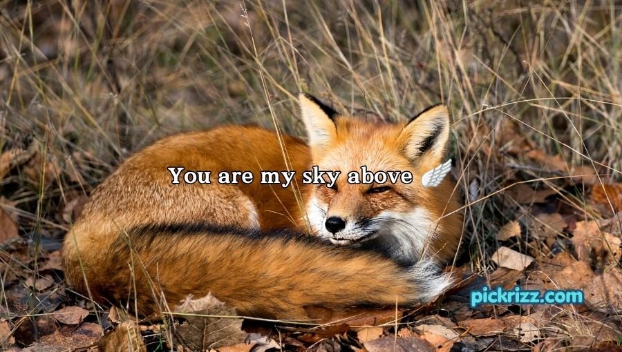 Fox Pickup Lines
