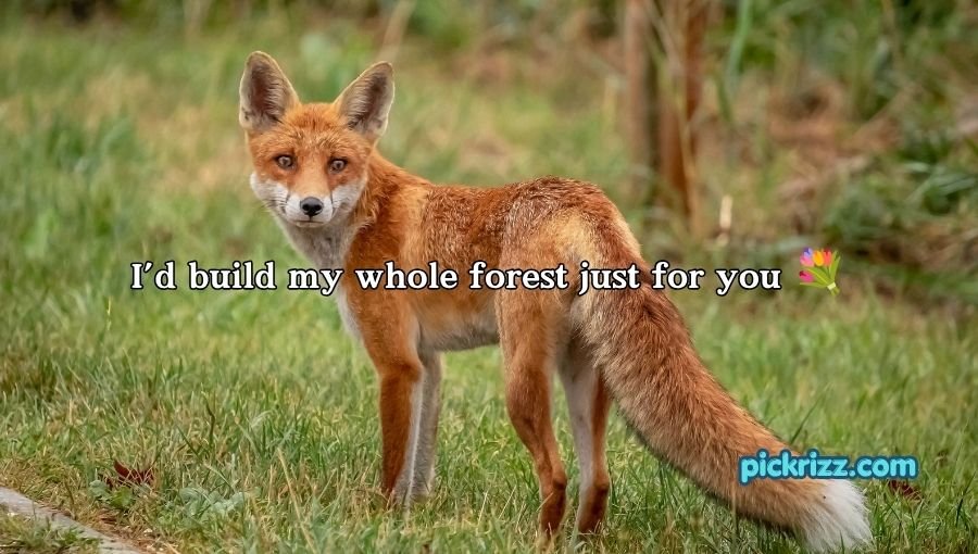 Fox Pickup Lines