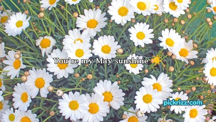 May Pick Up Lines
