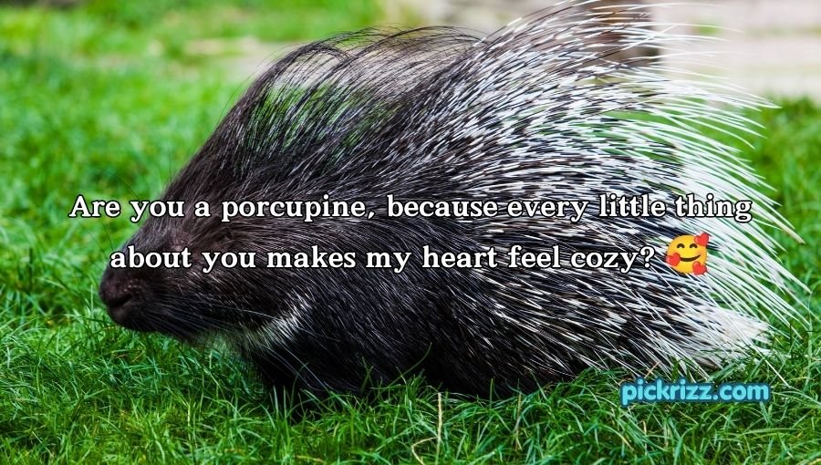 Porcupine Pickup Lines
