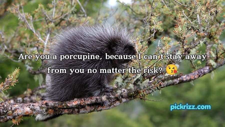 Porcupine Pickup Lines