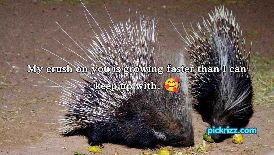 Porcupine Pickup Lines
