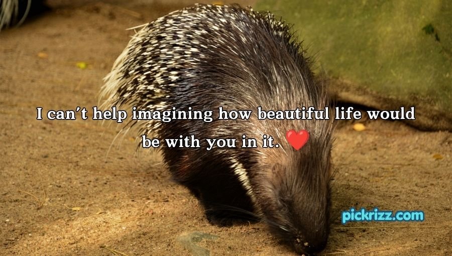 Porcupine Pickup Lines