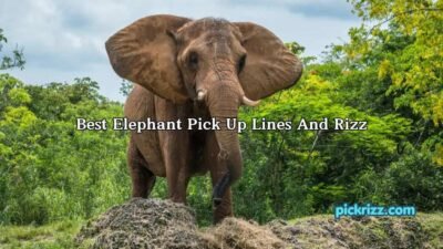 Best Elephant Pick Up Lines And Rizz