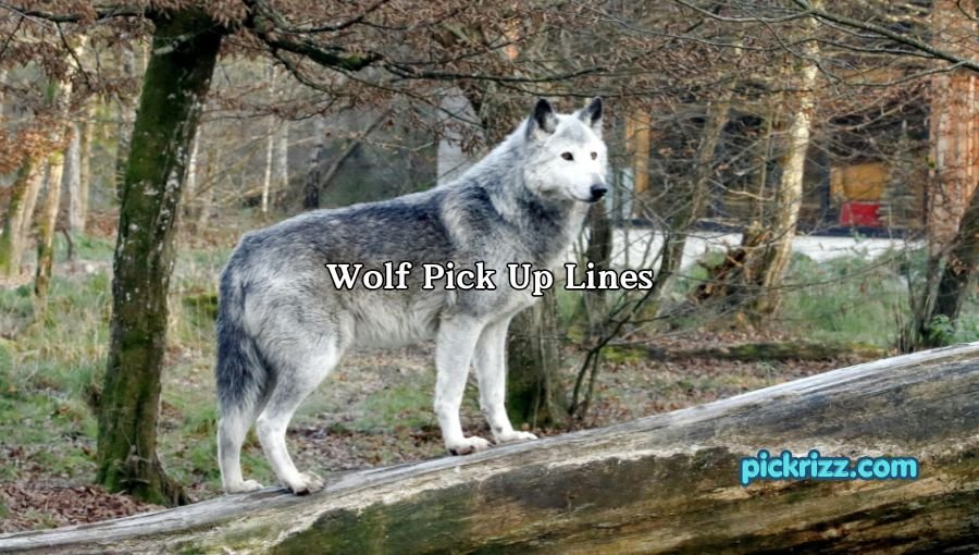 Wolf Pick Up Lines