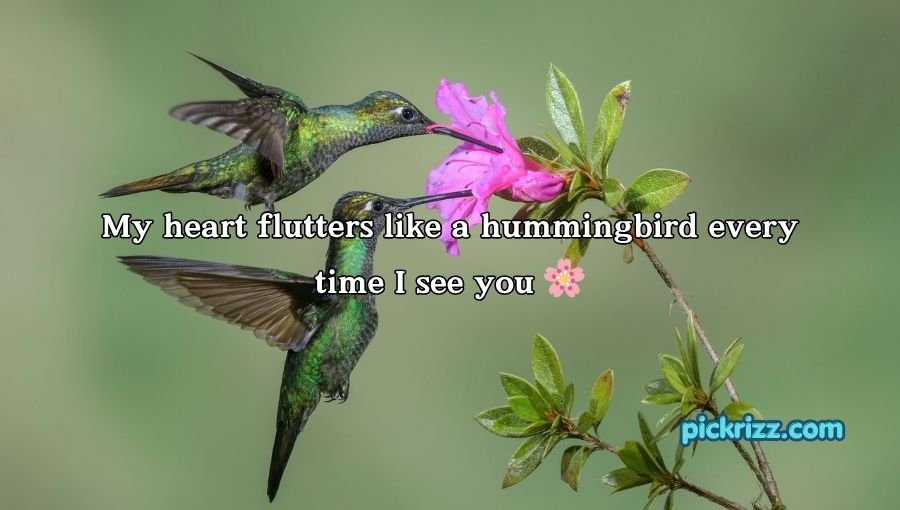 Bird Pick Up Lines