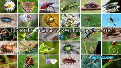 bug pick up lines